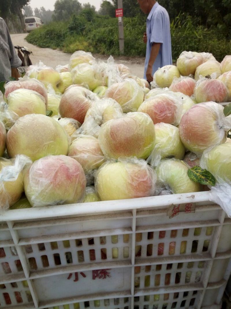 嘎啦苹果膜袋，