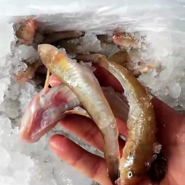 沙光鱼