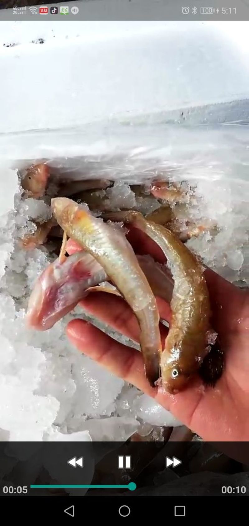 沙光鱼