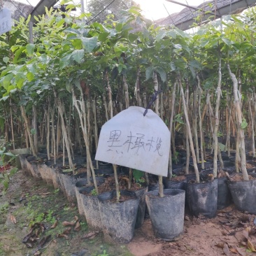 黑橄榄袋苗量多价优批发福建漳州