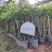黑橄榄袋苗量多价优批发福建漳州