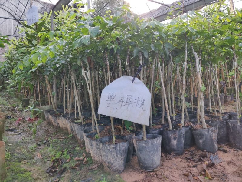 黑橄榄袋苗量多价优批发福建漳州