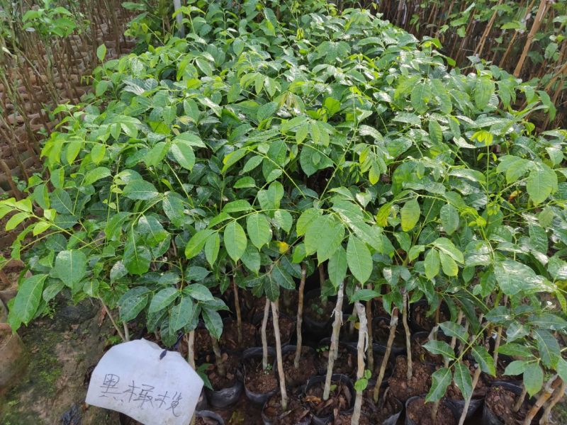 黑橄榄袋苗量多价优批发福建漳州