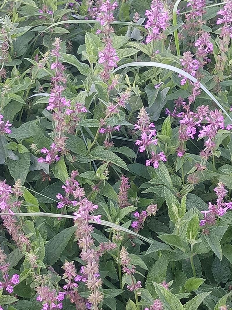 螺丝菜