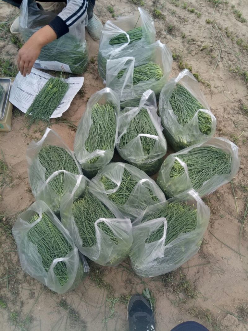 沙葱