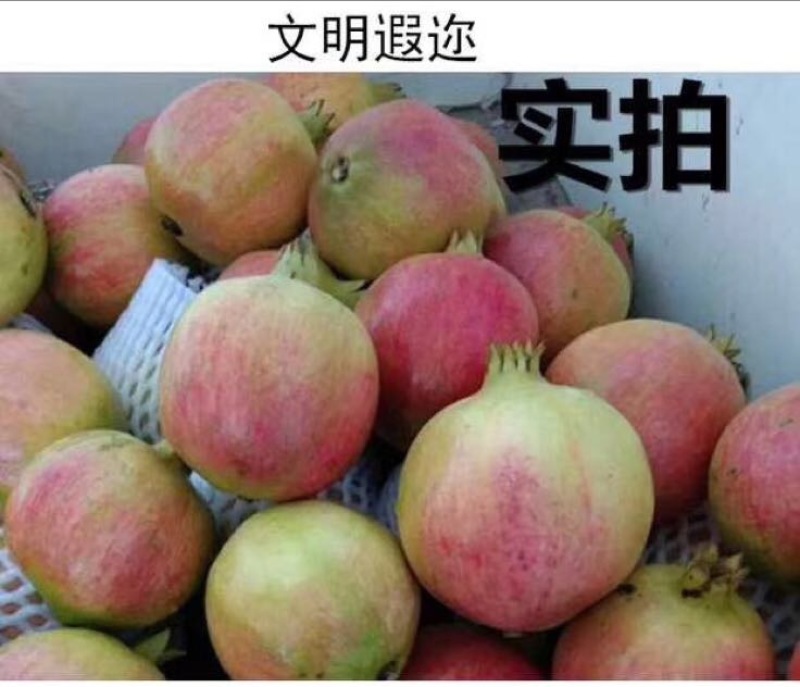 四川突尼斯软籽石榴8两~1斤个大饱满果园直发
