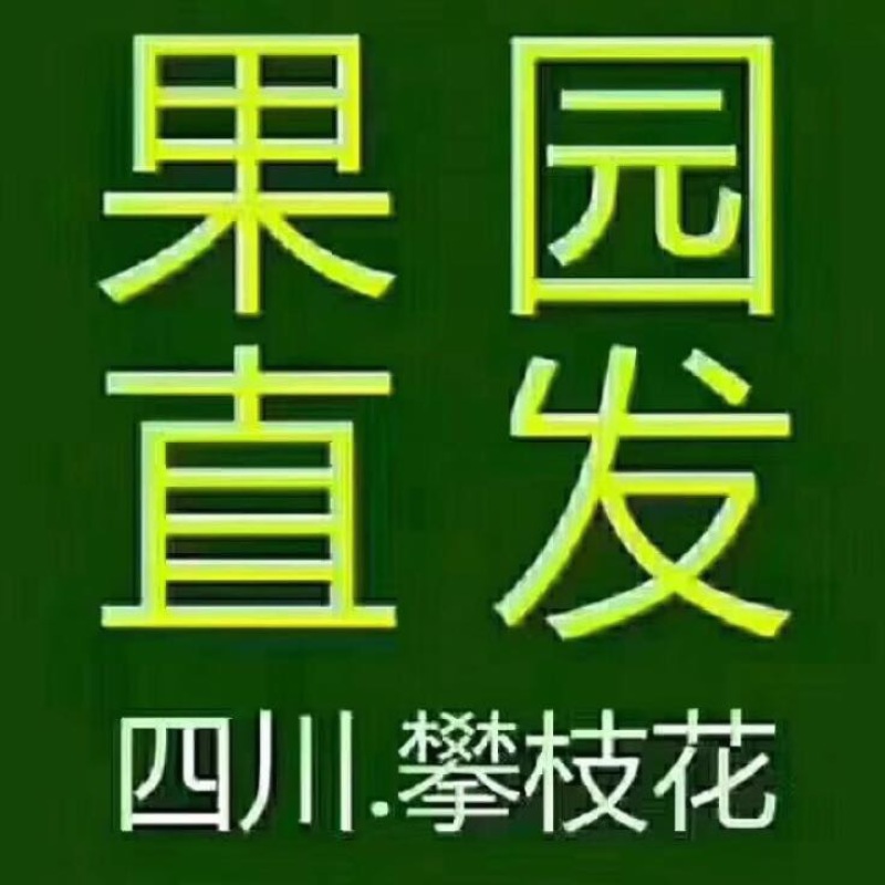 四川突尼斯软籽石榴8两~1斤个大饱满果园直发