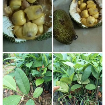 菠萝蜜树苗泰8号泰国12马来西亚一号稿接苗带营养杯