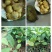 菠萝蜜树苗泰8号泰国12马来西亚一号稿接苗带营养杯