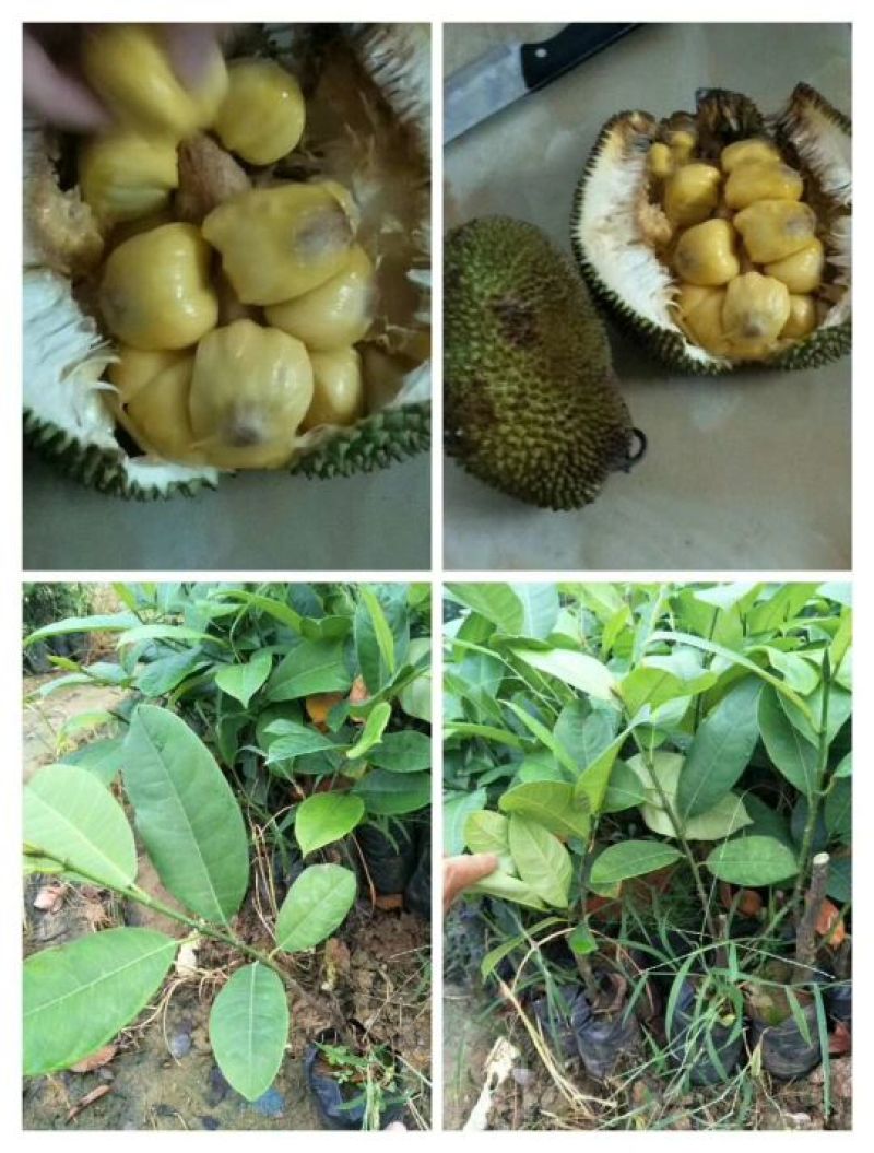 菠萝蜜树苗泰8号泰国12马来西亚一号稿接苗带营养杯