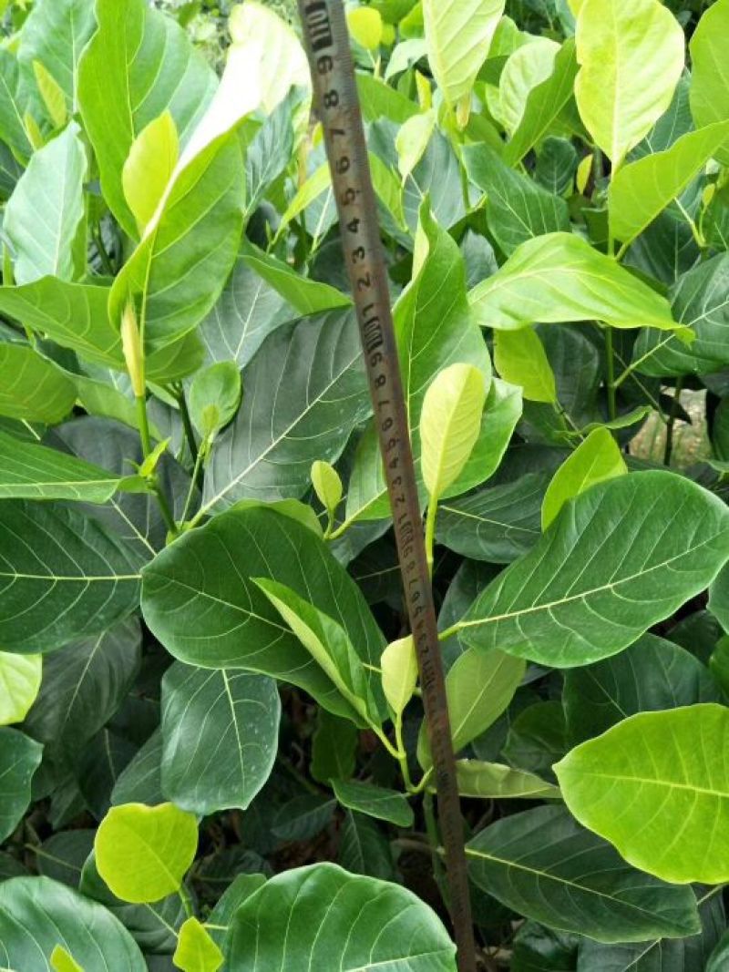 菠萝蜜树苗泰8号泰国12马来西亚一号稿接苗带营养杯