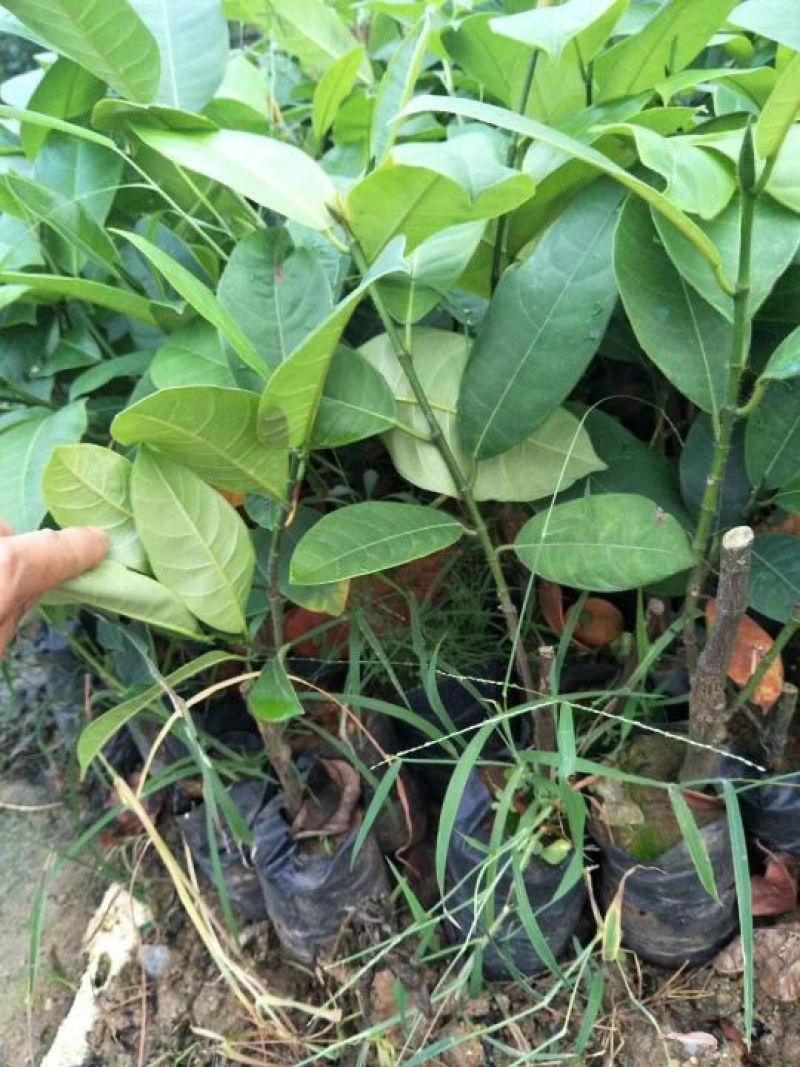 菠萝蜜树苗泰8号泰国12马来西亚一号稿接苗带营养杯