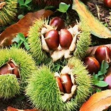 2018云南高山新鲜板栗生特级手选农家现摘现发