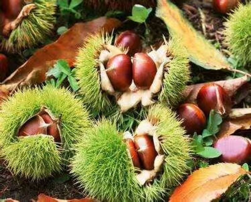 2018云南高山新鲜板栗生特级手选农家现摘现发