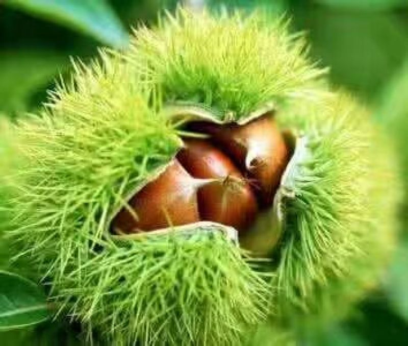 2018云南高山新鲜板栗生特级手选农家现摘现发
