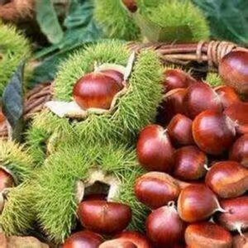 2018云南高山新鲜板栗生特级手选农家现摘现发