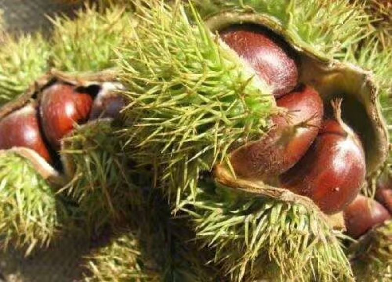 2018云南高山新鲜板栗生特级手选农家现摘现发