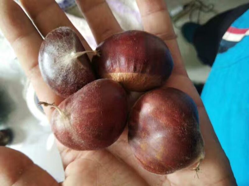 2018云南高山新鲜板栗生特级手选农家现摘现发