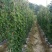 紫山药4-6厘米一级20厘米以下，量大价优，欢迎咨询