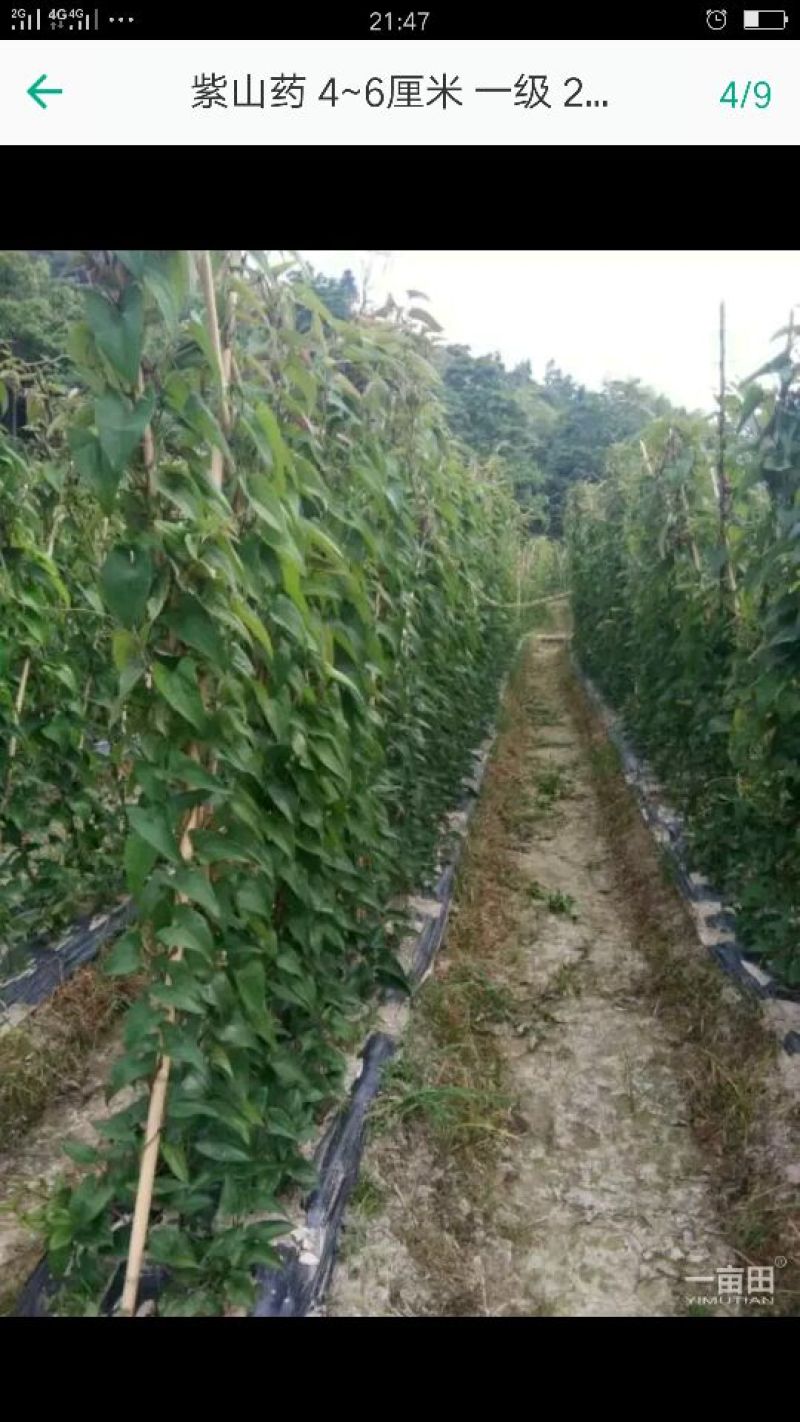 紫山药4-6厘米一级20厘米以下，量大价优，欢迎咨询