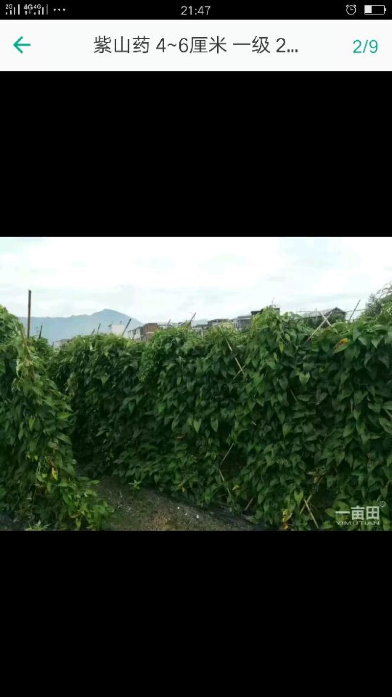 紫山药4-6厘米一级20厘米以下，量大价优，欢迎咨询
