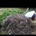 紫山药4-6厘米一级20厘米以下，量大价优，欢迎咨询