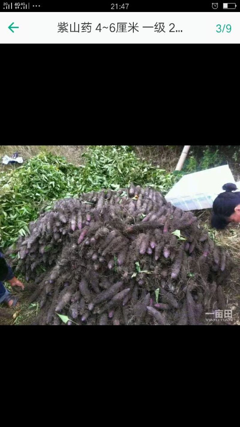 紫山药4-6厘米一级20厘米以下，量大价优，欢迎咨询