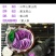 紫山药4-6厘米一级20厘米以下，量大价优，欢迎咨询