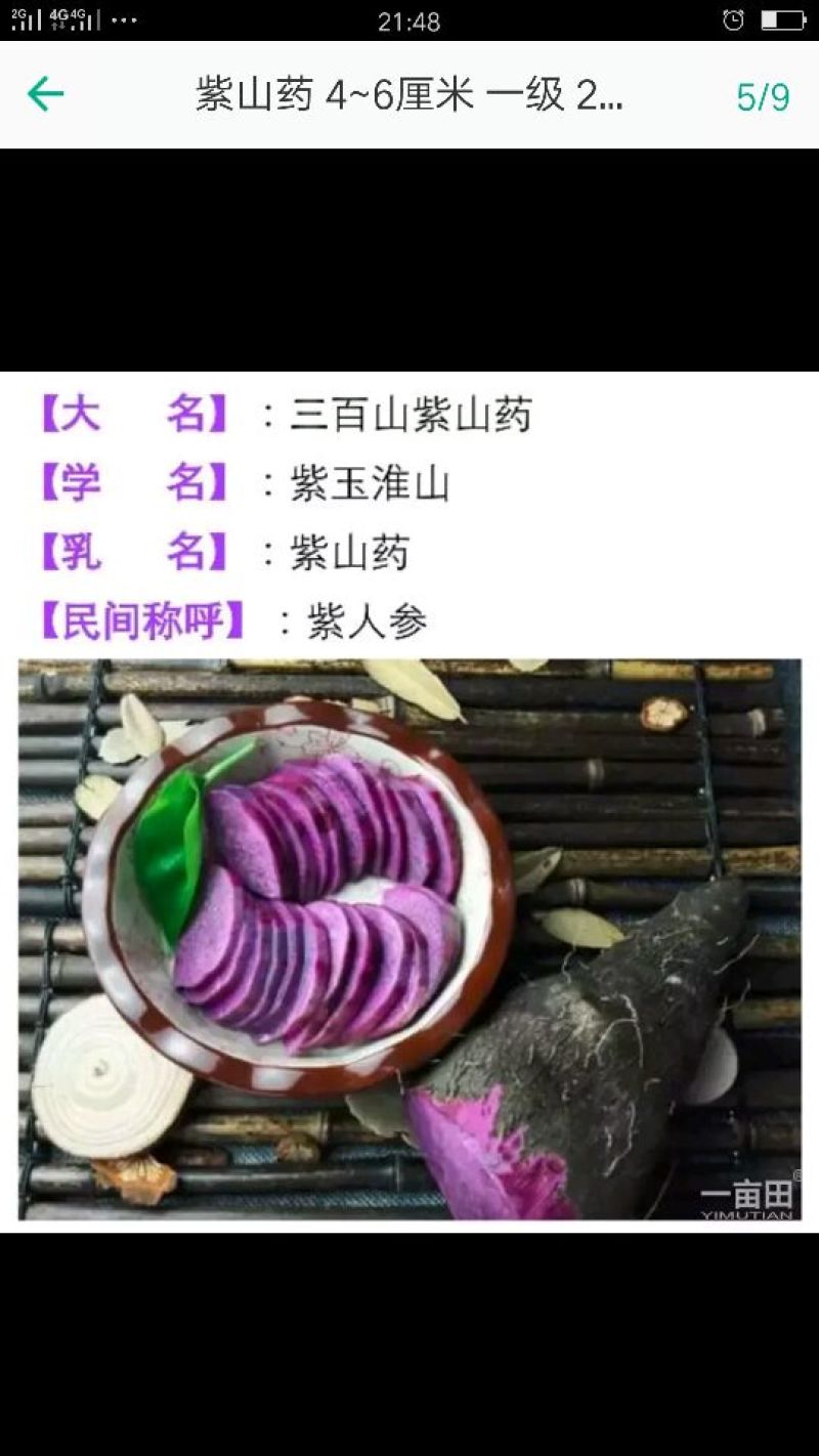 紫山药4-6厘米一级20厘米以下，量大价优，欢迎咨询
