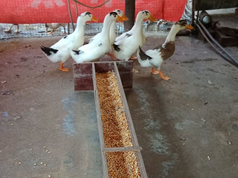花板鸭