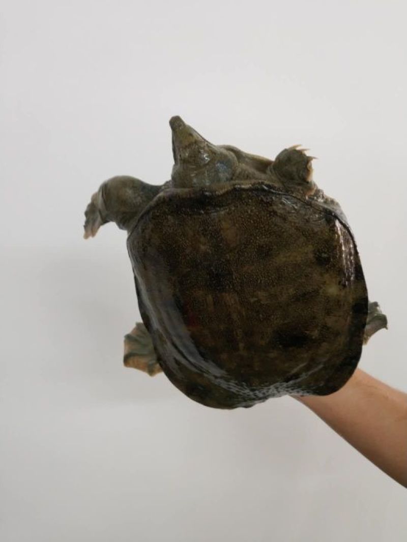 野生甲鱼