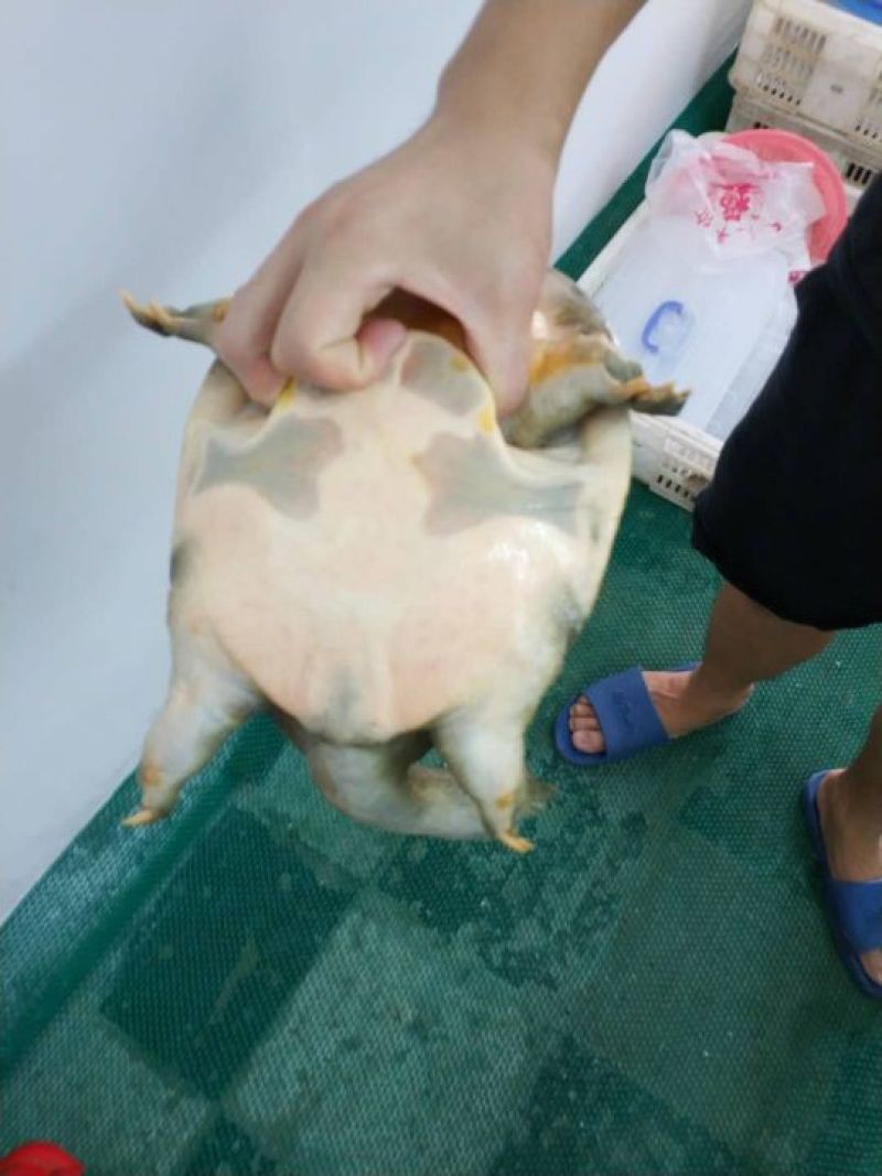 野生甲鱼