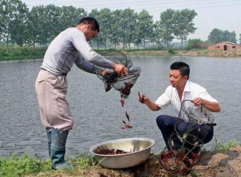 洪湖清水湖虾