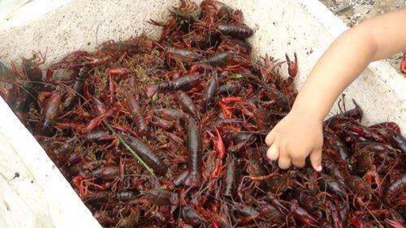 洪湖清水湖虾