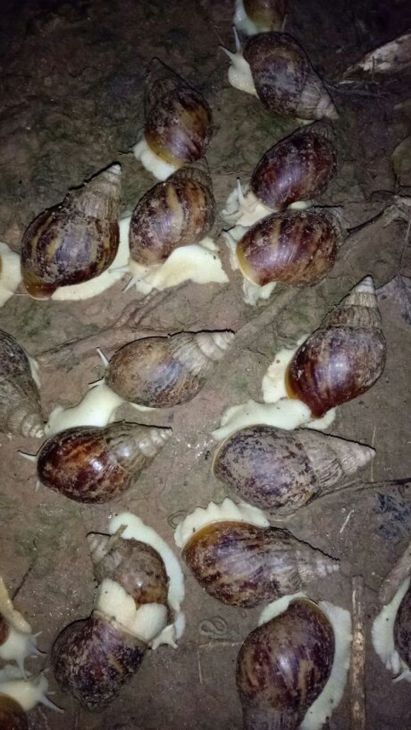 白玉蜗牛