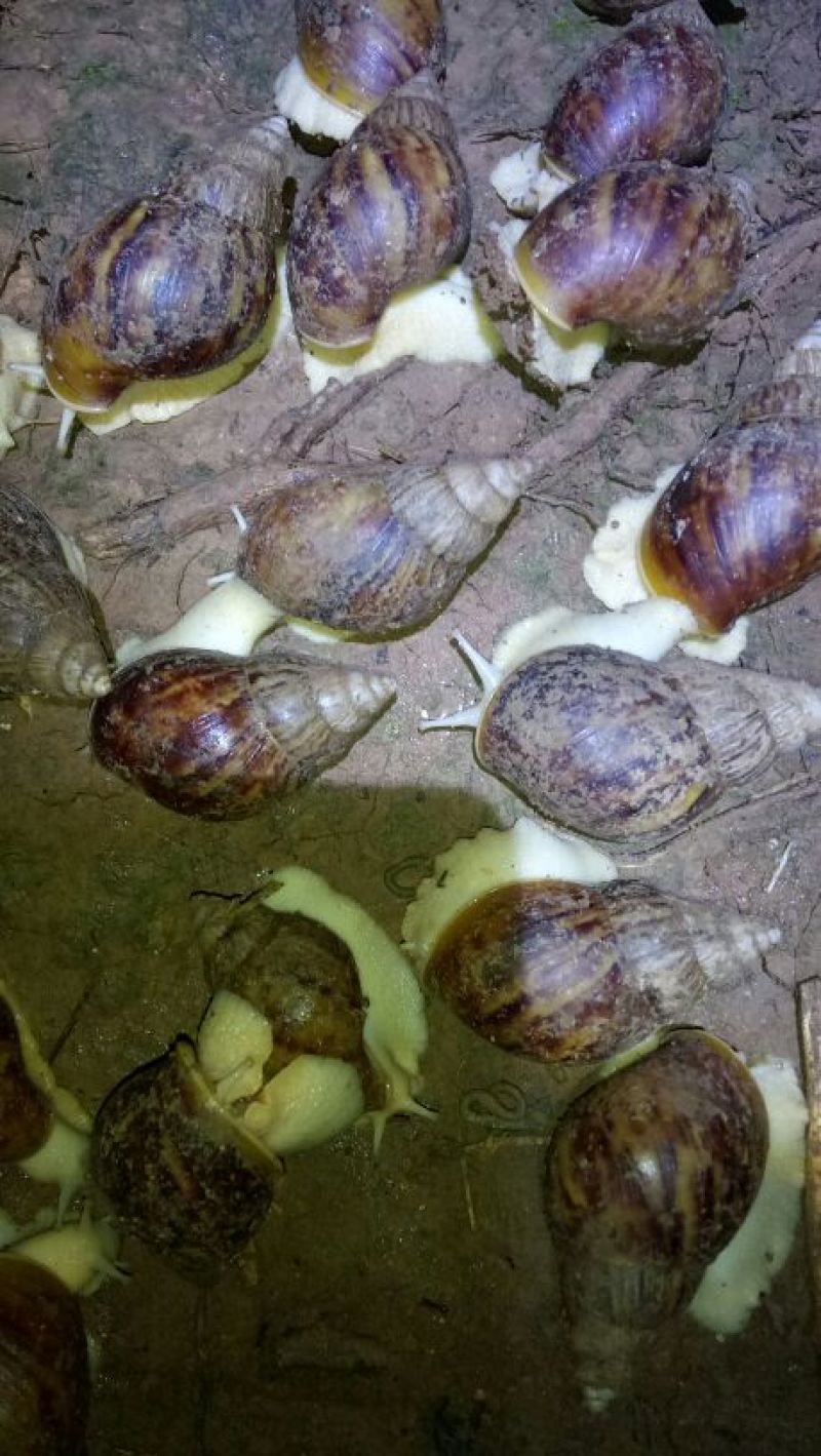 白玉蜗牛