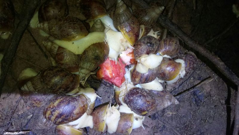 白玉蜗牛
