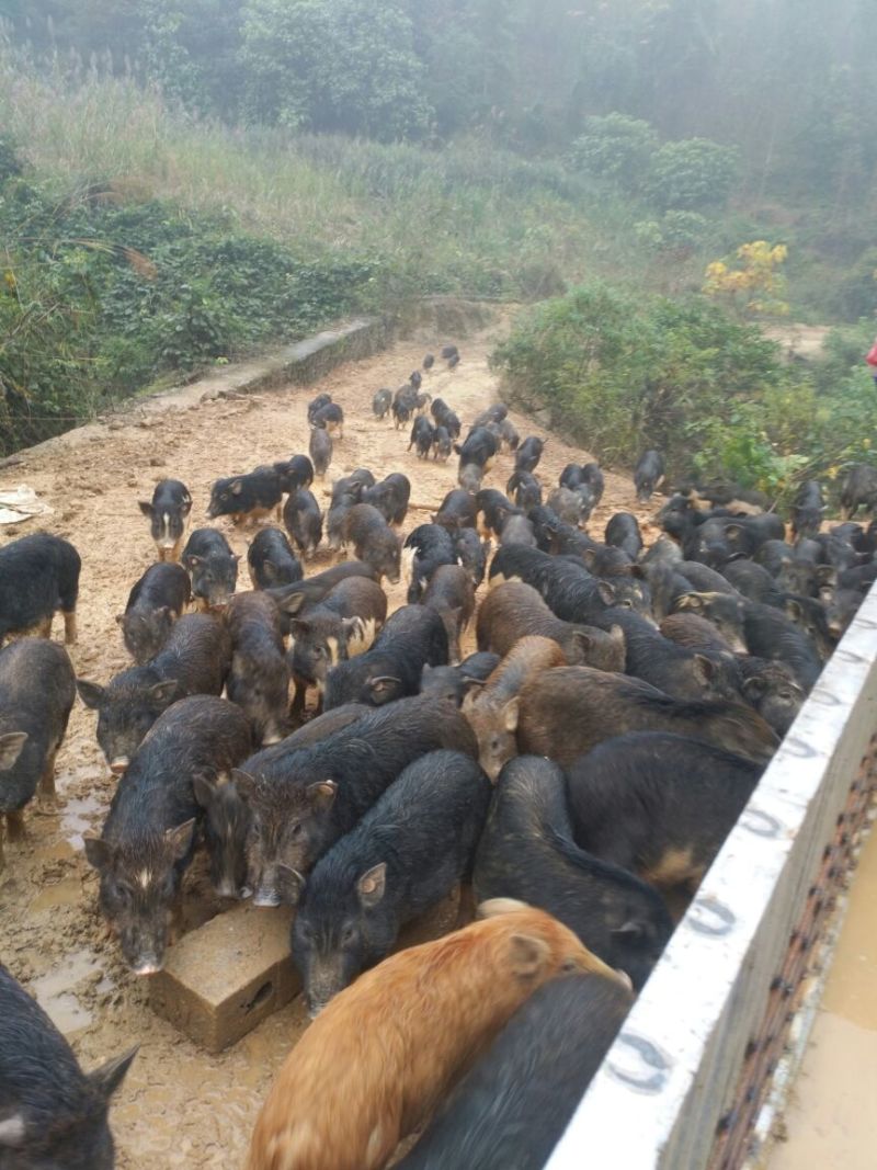 周鹿百草猪全程放养牧草麦麸投喂，肉甜味香