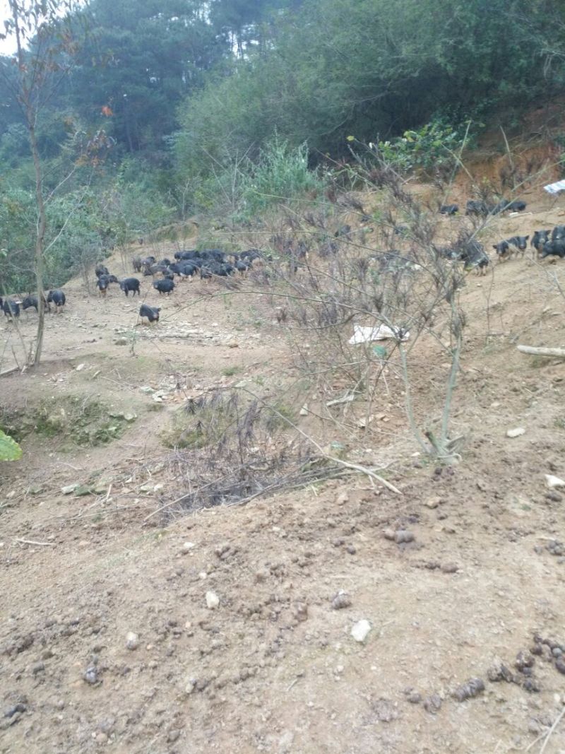 周鹿百草猪全程放养牧草麦麸投喂，肉甜味香