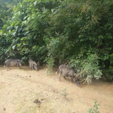 周鹿百草猪全程放养牧草麦麸投喂，肉甜味香