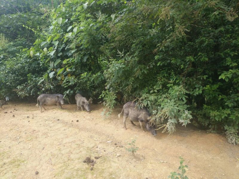周鹿百草猪全程放养牧草麦麸投喂，肉甜味香