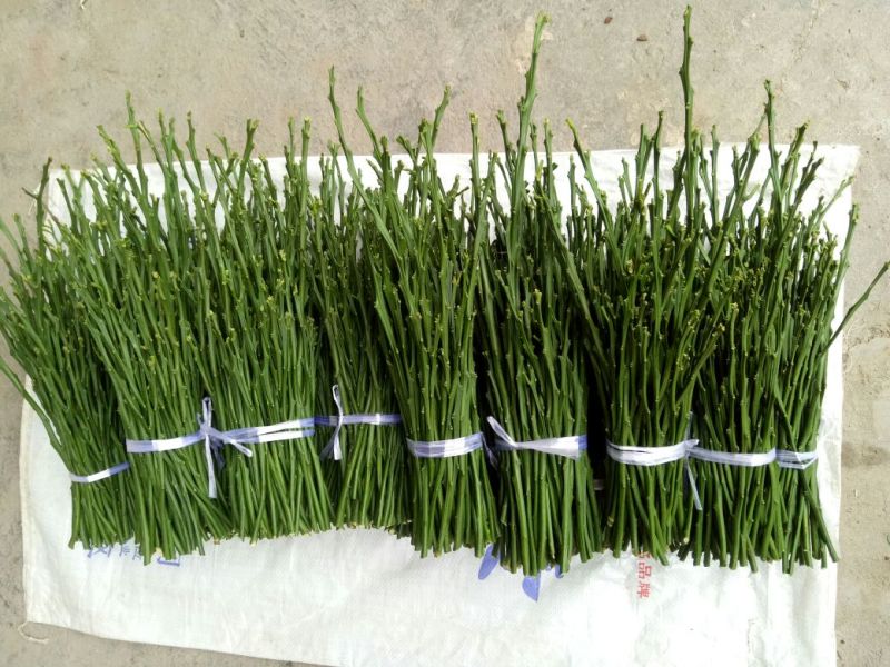 柑橘枝条金秋砂糖橘