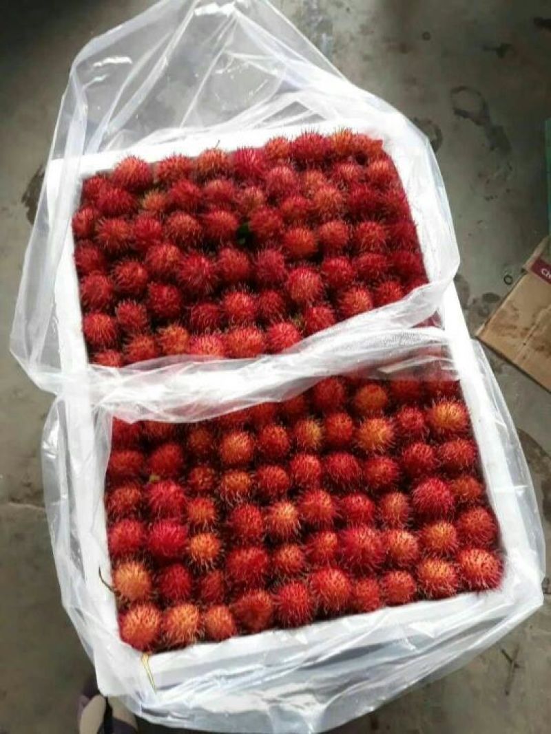 越南红毛丹