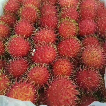 越南红毛丹