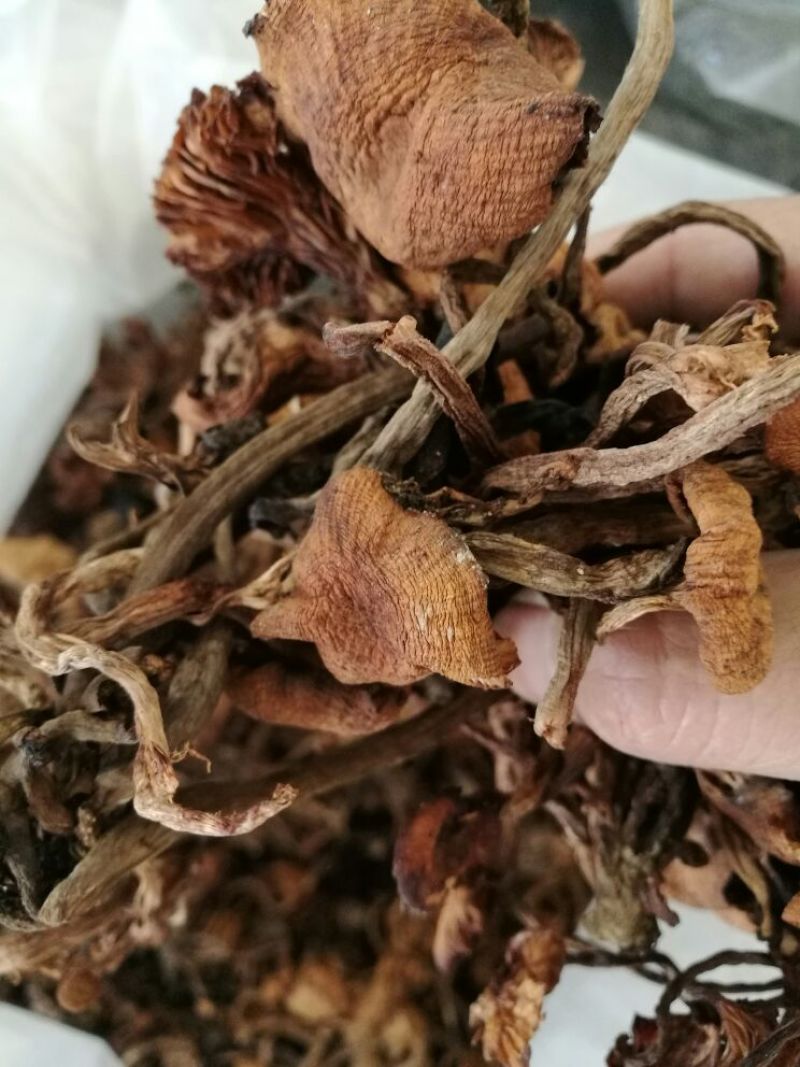 【特惠】树秋菌食用菌量大从优欢迎老板咨询下单