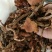 【特惠】树秋菌食用菌量大从优欢迎老板咨询下单