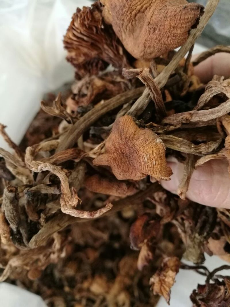 【特惠】树秋菌食用菌量大从优欢迎老板咨询下单