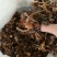 【特惠】树秋菌食用菌量大从优欢迎老板咨询下单