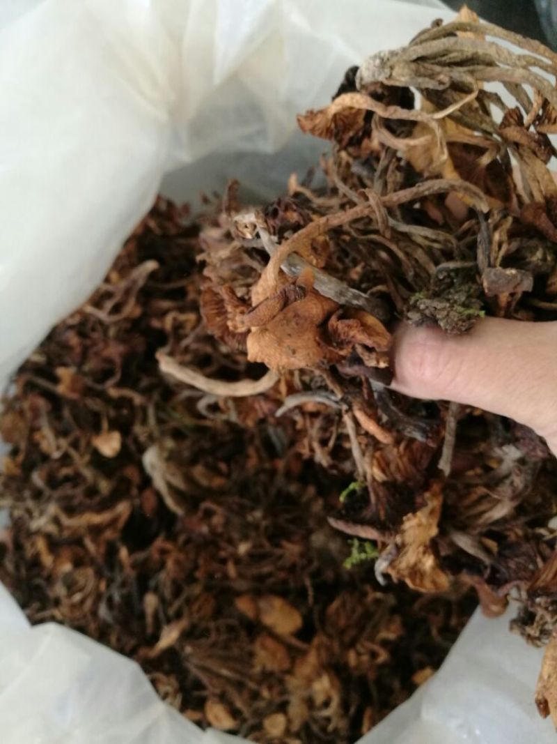 【特惠】树秋菌食用菌量大从优欢迎老板咨询下单