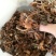 【特惠】树秋菌食用菌量大从优欢迎老板咨询下单